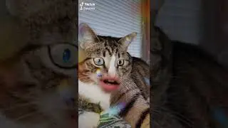 Жирный колобок 