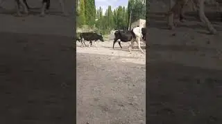 подаи дехаи Басманда
