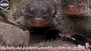 أقوى معارك الأفاعي ضد الحيوانات المفترسة — من ينجو في صراع البقاء؟