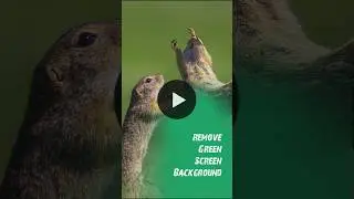 Pause and Play button green screen background 