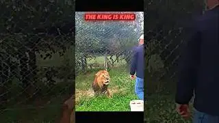 Tiger vs Lion 