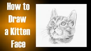How to Draw a Kitten Face Step by Step