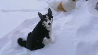 Таежные будни #СИБИРЯКОВ#