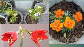 My little terrace garden | #naturegarden