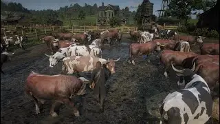 Hunting cows and fighting bulls, the second part of the game Red Dead Redemption 2