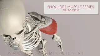 Deltoid Muscle: Shoulder Muscle Series, 13 (3D Animation)