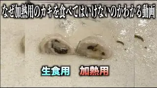 なぜ加熱用のカキをそのまま食べてはいけないのか10秒でわかる動画　