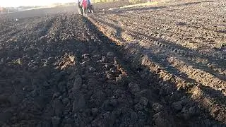 Пахота огорода, осень 2018 МТЗ с четырьмя корпусами.