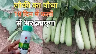 इसे बस एक बार डालिए लौकी का पौधा फलों से लद जाएगा अब एक भी लौकी सड़के नहीं गिरेगी