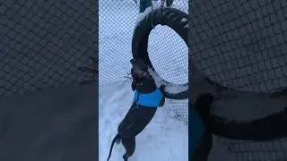 Питбуль на собачьей площадке. Полная версия