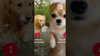 ROYAL CANIN® - Feliz dia do cão!