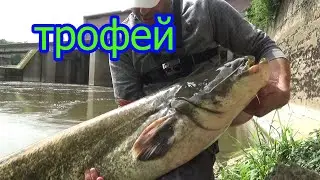 мой новый рекорд , короткая рыбалка огромный результат. #джиг