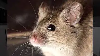 Phasmophobia На Тачпаде! Возможно Так Играть?