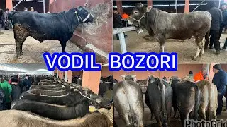 SHVET BUQALAR MAKONI. Katta va kichik buqalar Narhlari.  VODIL BOZORI. 07,02,2024.