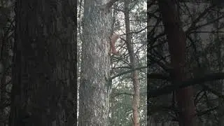 Білка відлякує непрошених гостей🐿️😁 #білка #смішнітварини #animals #cute #nature