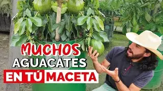 ¿Cómo tener un AGUACATE o PALTA en MACETA? Cuidados y consejos