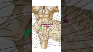Pons - Structures emerging at the Ponto-medullary junction & the dorsal surface