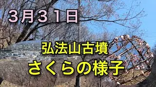 ３月３１日　弘法山古墳　桜の様子