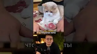 Коврик для кошек #1688 #бизнес #taobao #китай #кот #находкиwb