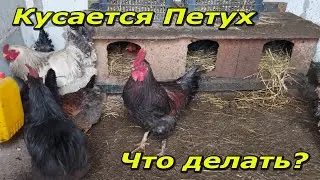 Кусается петух!