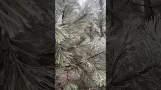 Коротко о погоде в Крыму сегодня🥶