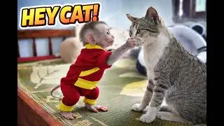 HEY CAT! Baby Monkey’s First Encounter 🐒🐱
