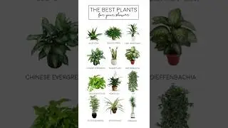 Bathroom Plants:Get some greenery 🛀🏾 