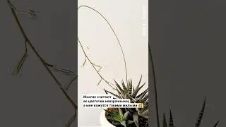 #хавортия