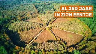 De Eenzame Eik staat midden in een bijzonder Sterrenbos
