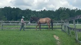 New Training Horse ~ Banker, update #1,  Former barrel horse - repairing Kissing Spine