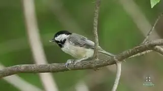 Carolina Chickadee    HD 1080p