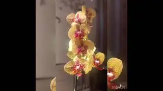 Phalaenopsis Charmer.