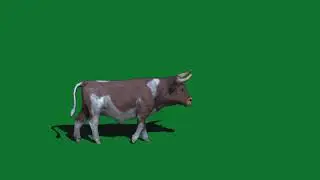 Bull Green Screen video