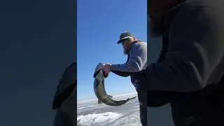 Big Simcoe Lake Trout #fishingguide #icefishing #lakesimcoe