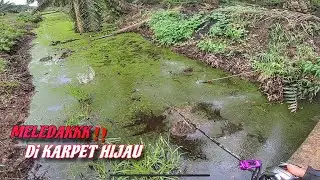 INI LOH‼️ SPOT SAWIT SEDANG VIRAL DI KALIMANTAN | CASTING IKAN GABUS