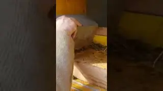 How to clean the chicken coop!