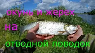 Окунь и Жерех на отводной поводок. Ступенчатая проводка приманки на отводном