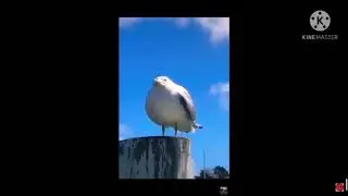 Gay seagulls be like