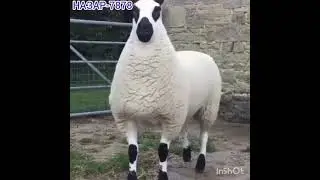 🌹иди🌹курбон🌹омад🌹