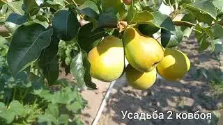 груша Лада и Чижовская .