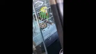 Amazing Parrot talks like a human!!! (HD)