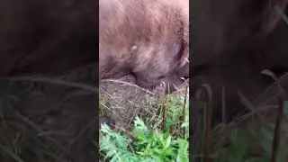 Зверь Лер