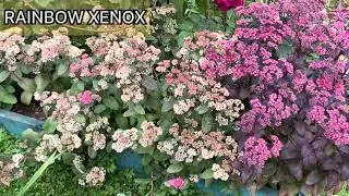 Очитки - сорта XENOX