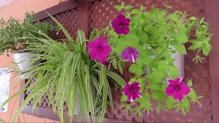 Mundo Floral y Relajante | Alegrías del verano en Mundo Sugerente, por Olivier. | Jardines | Gardens