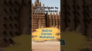 Las hormigas construyen con saliva, barro y 💩. Los humanos también.
