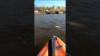 рыба