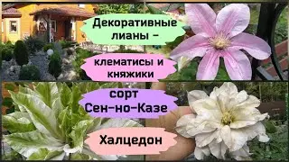 Decorative vines - clematis and princes. Sen-no-Kaze and Chalcedony varieties.