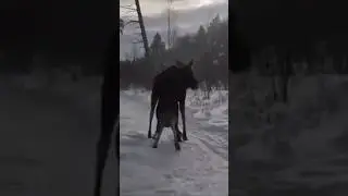 Ситуация ТРЫНДЕЦ