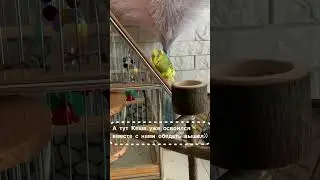 #кеша  уже три месяца живет с нами)) #адаптация прошла успешно👌🏻🦜 #волнистыйпопугай