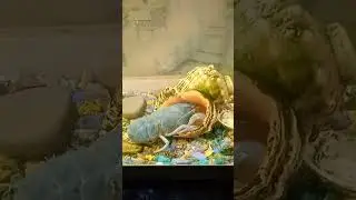 Яша и его домик!!!😍